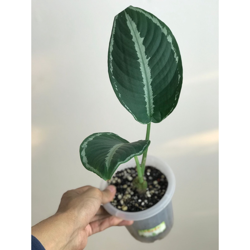 Schismatoglottis Chevron