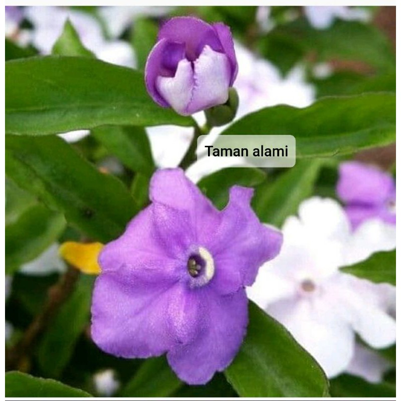 tanaman hias bunga melati costa - melati costa - melati kosta