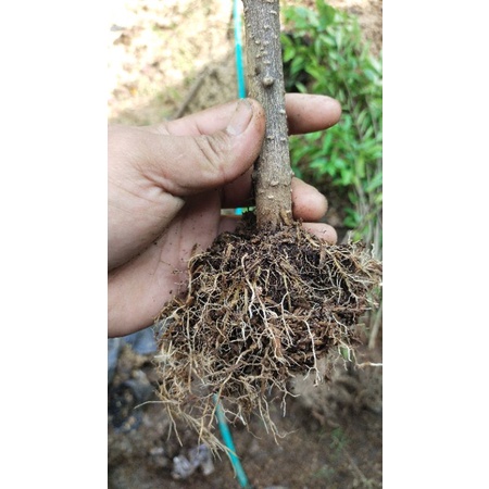 ANTING PUTRI CANGKOK