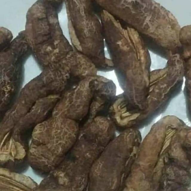 

Kripik tripang / Timun Laut matang tingal makan ada harga ada rasa