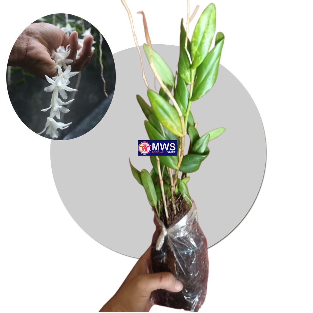 Anggrek Merpati Wangi Dewasa Dendrobium crumenatum mws official store