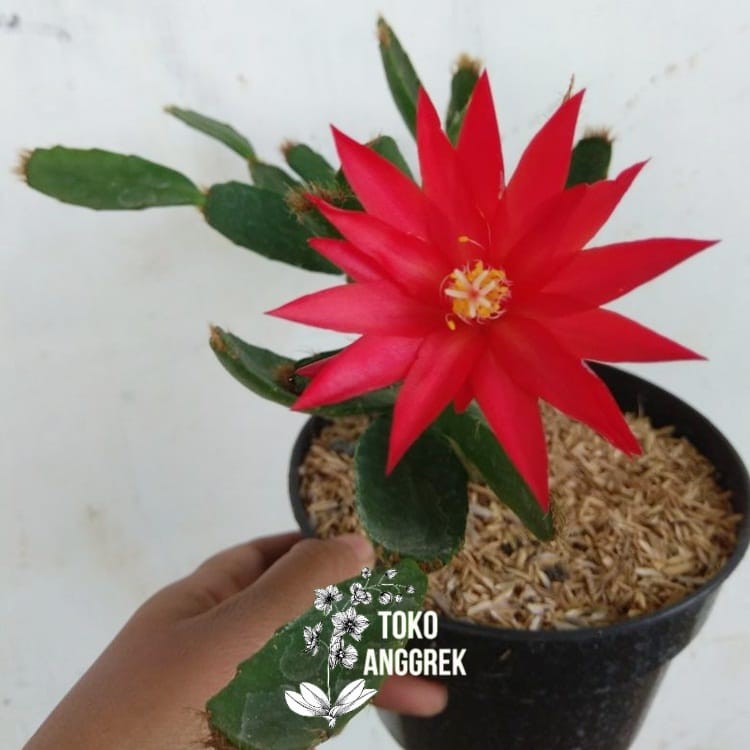 Tanaman Hias Wijaya Kusuma Mini Merah