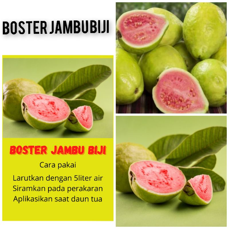 BOSTER JAMBU BIJI BOOSTER JAMBU BIJI PUPUK JAMBU BIJI