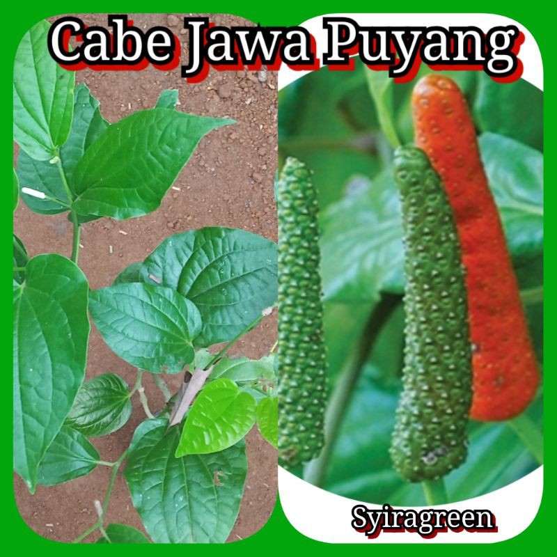bibit cabe Puyang Jawa
