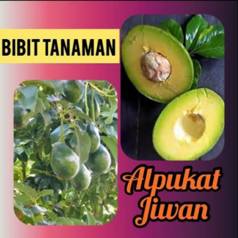 bibit alpukat jiwan