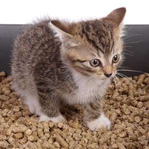 ADEWAP GLIDER Wood Pellet Alas Kandang Sugar Glider