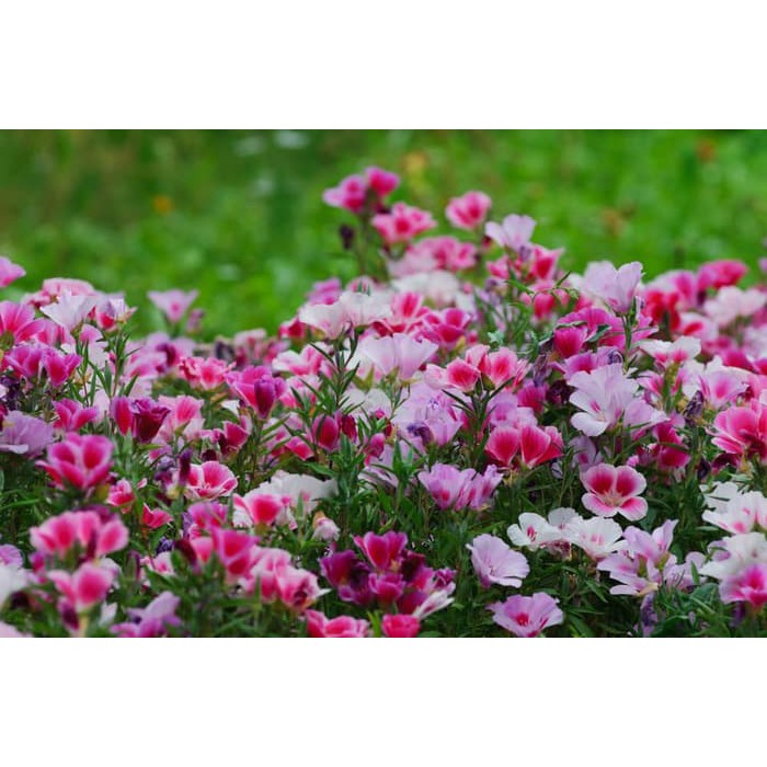 Benih Bibit Biji - Bunga Godetia Dwarf Mixed (Clarkia amoena) Flower Seed - IMPORT