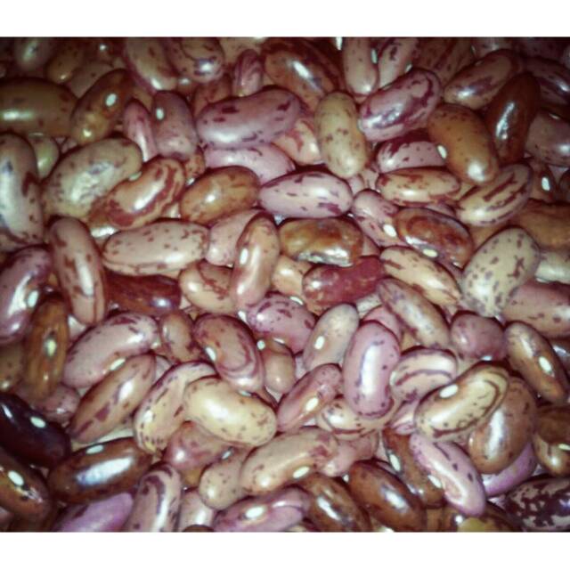 

KACANG MERAH LONJONG LOKAL