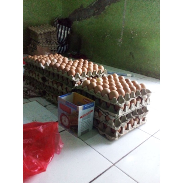 

telur ayam