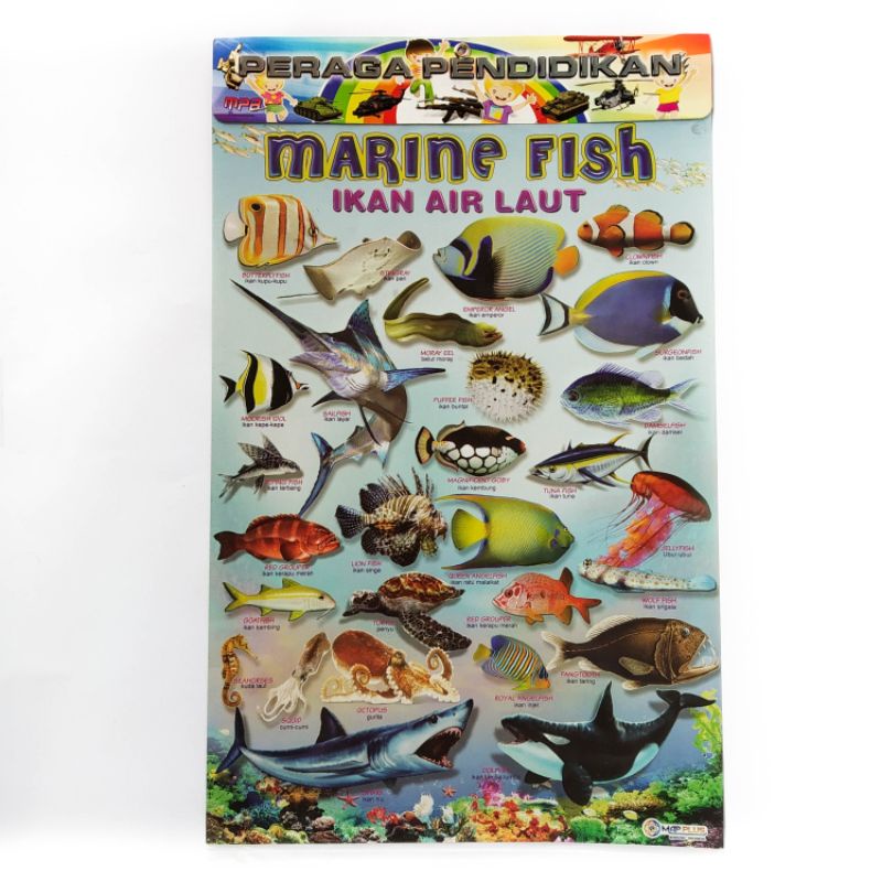 

Poster Anak,Poster Marine Fish Ikan Air Laut,Besst seller, mapplus¹