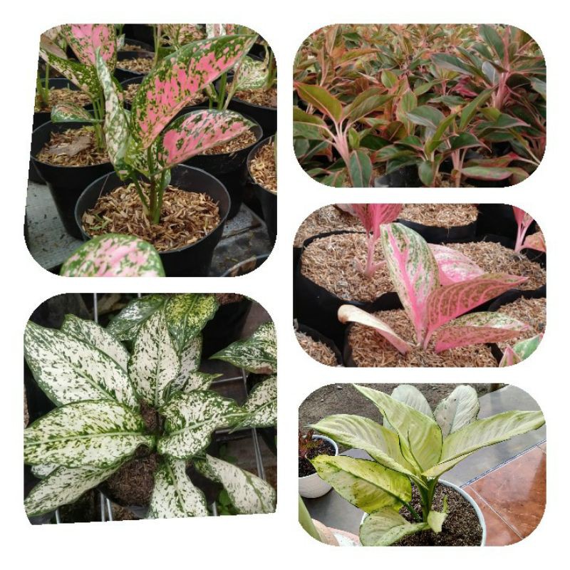 

⭐AGLONEMA⭐ PAKET 6 (LADY VALENTINE, SNOW WHITE, SIAM AURORA, WIDURI, TISUE)