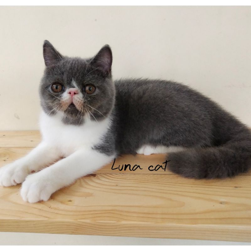 kucing exotic peaknose