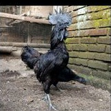 

TELUR AYAM CEMANI SUPER