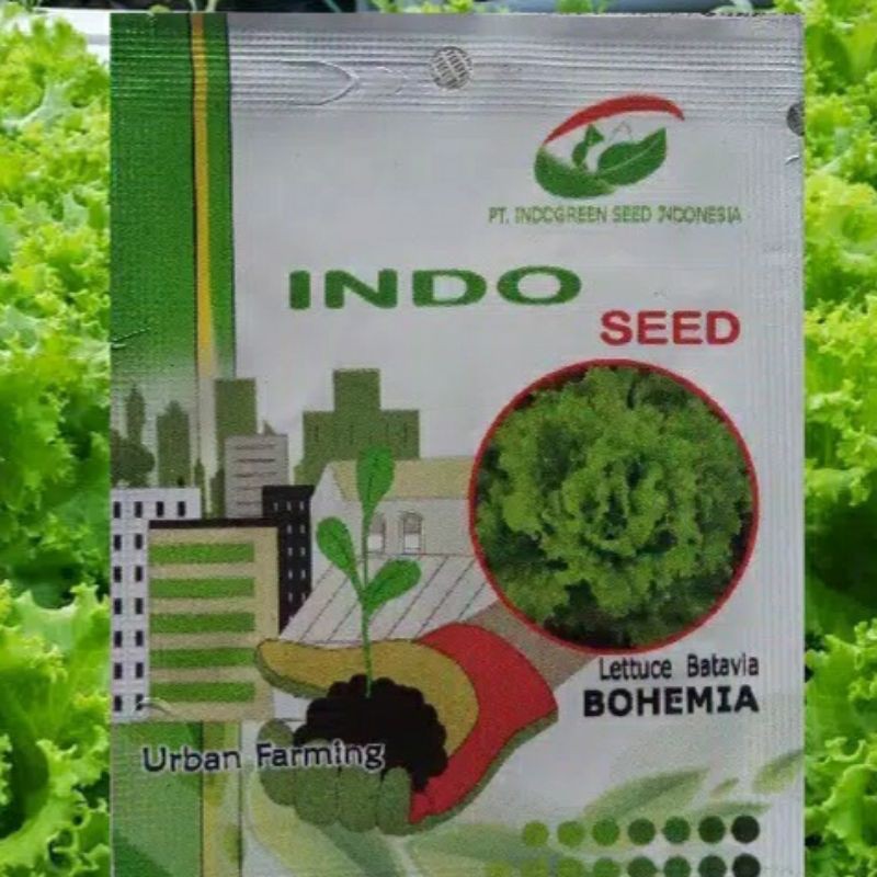 Benih Selada Batavia Bohemia Enza Zaden 1 gr