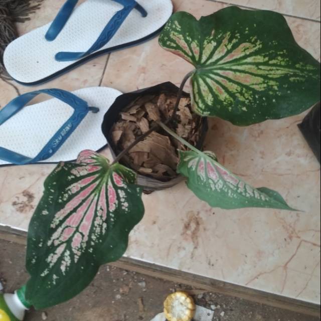 Tanaman Hias Keladi Wayang Keladi Bibit Keladi Wayang Merah Muda Pink