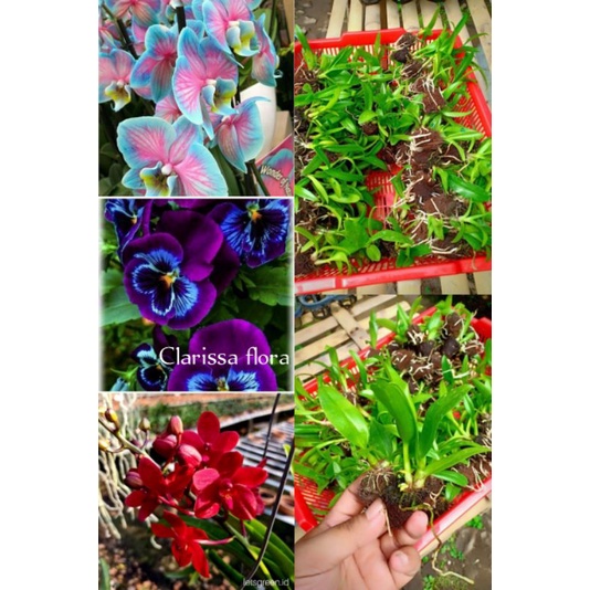 Paket 3 tanaman bunga anggrek dendrobium bunga cantik / tanaman hias bunga anggrek dendrobium