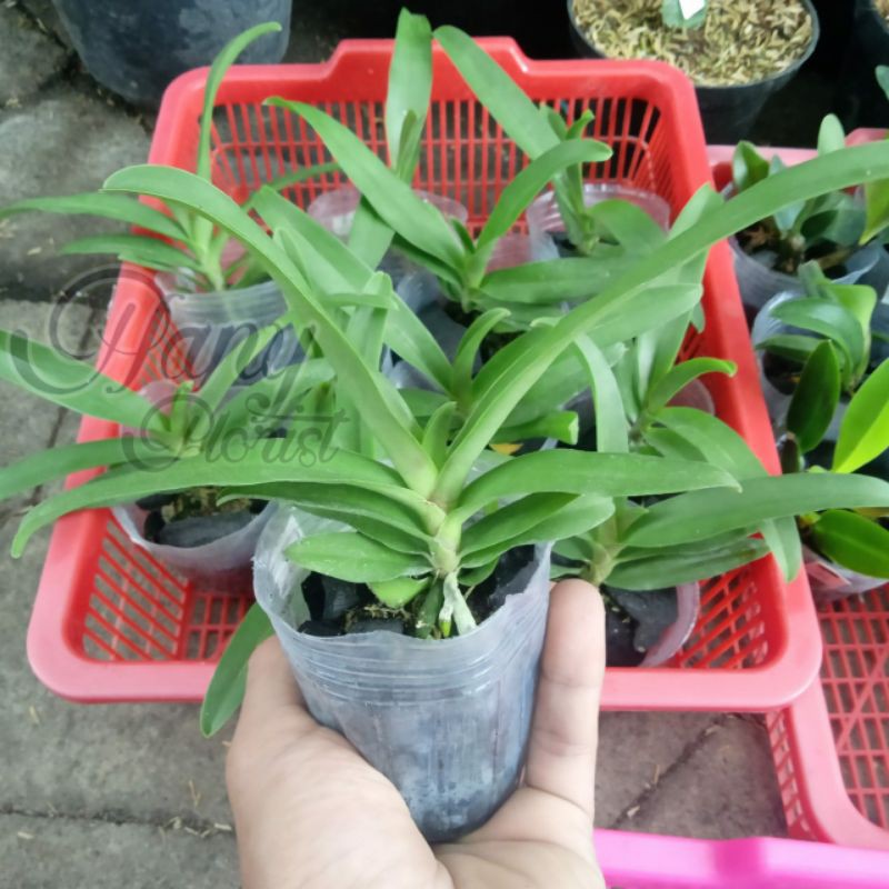 Bibit Bunga Anggrek Vanda / Remaja Vanda / Usia Remaja