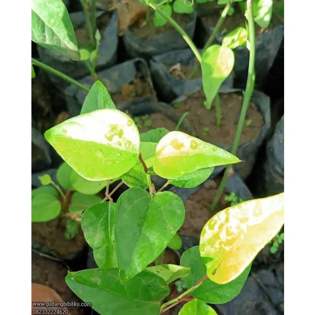 Bibit Tanaman Cincau jelly / Cincau Hijau Rambat / Daun Cincau