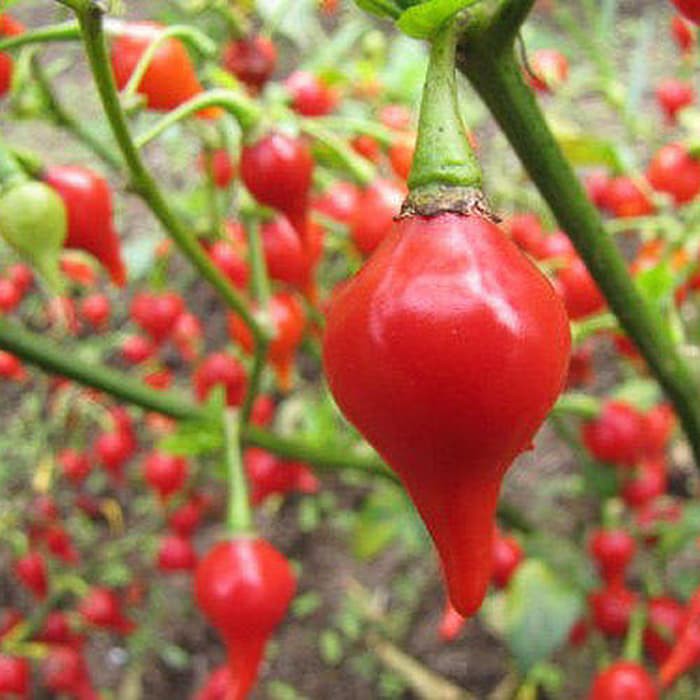 Benih Bibit Biji - Cabai Red Chupetinho Merah Biquinho Cabe Susu Bali Sisca Kohl Pepper Seeds