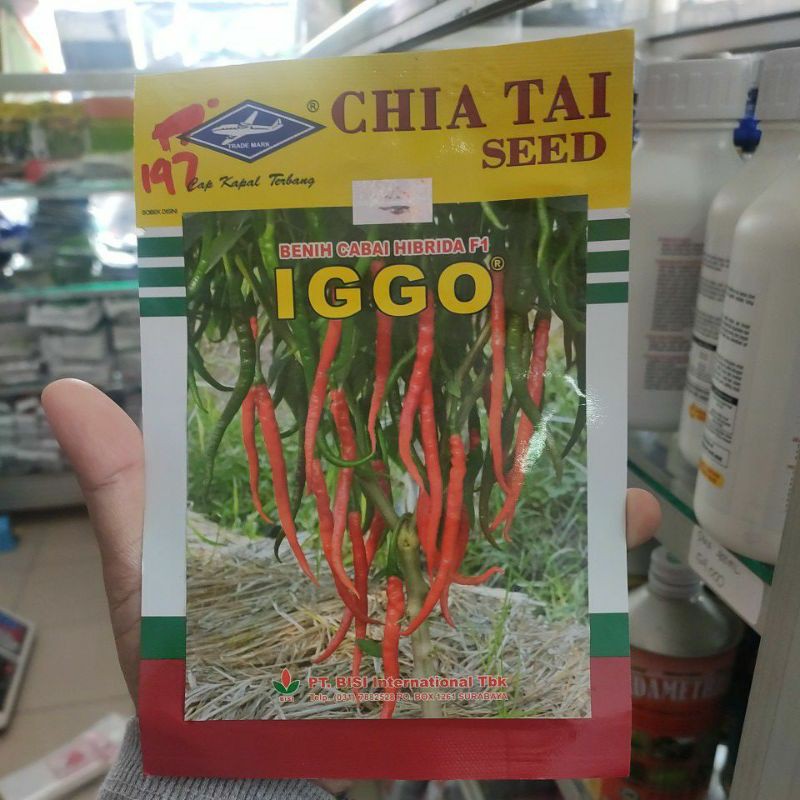 benih cabe iggo 10gram
