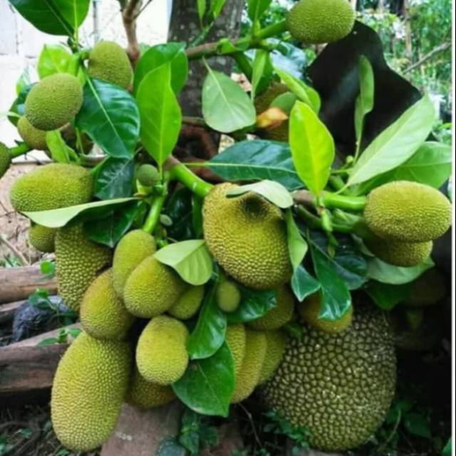 Bibit Nangka Mini