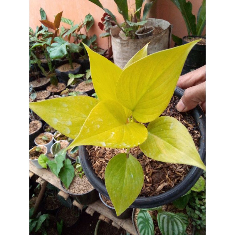 homalomena golden