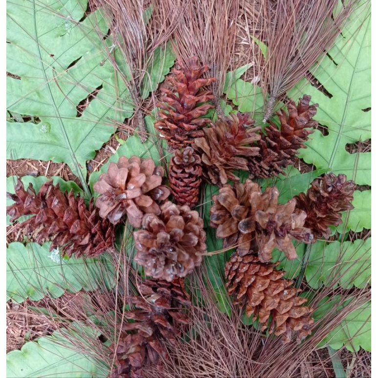 bunga pinus kering bunga rustik pinecone dekorasi fotografi wediing