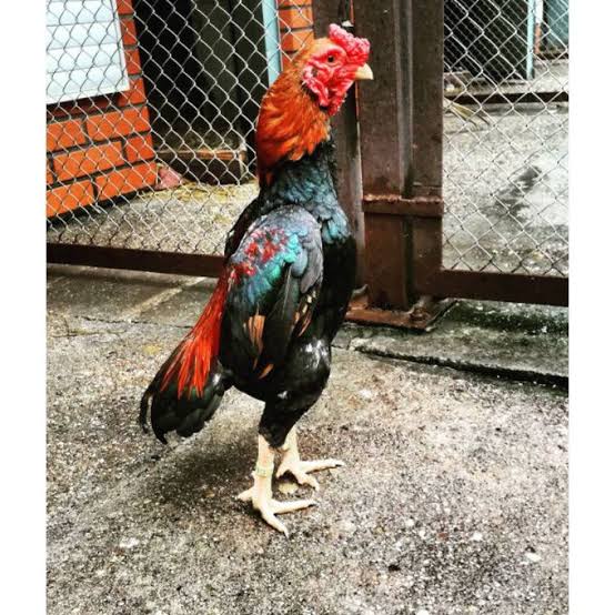 TELUR AYAM BANGKOK SHAMO EROPA UNTUK DITETASKAN FERTIL ASLI