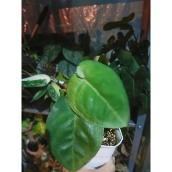 syngonium frosted heart