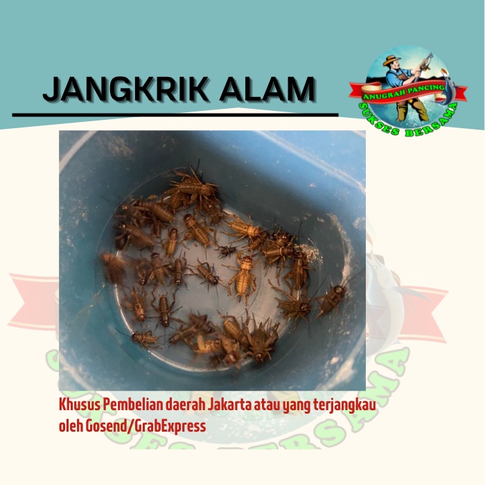Jangkrik Alam Hidup