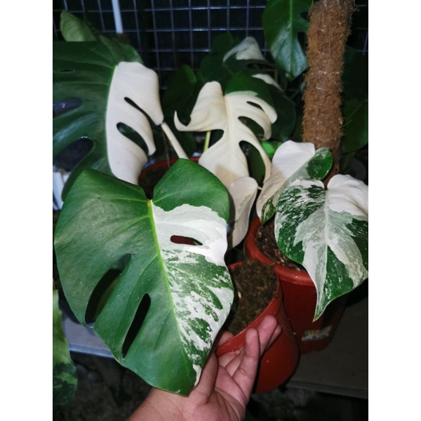 monstera varigata white tiger