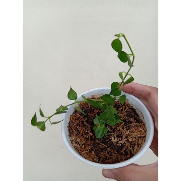 tanaman diachidia million hearts