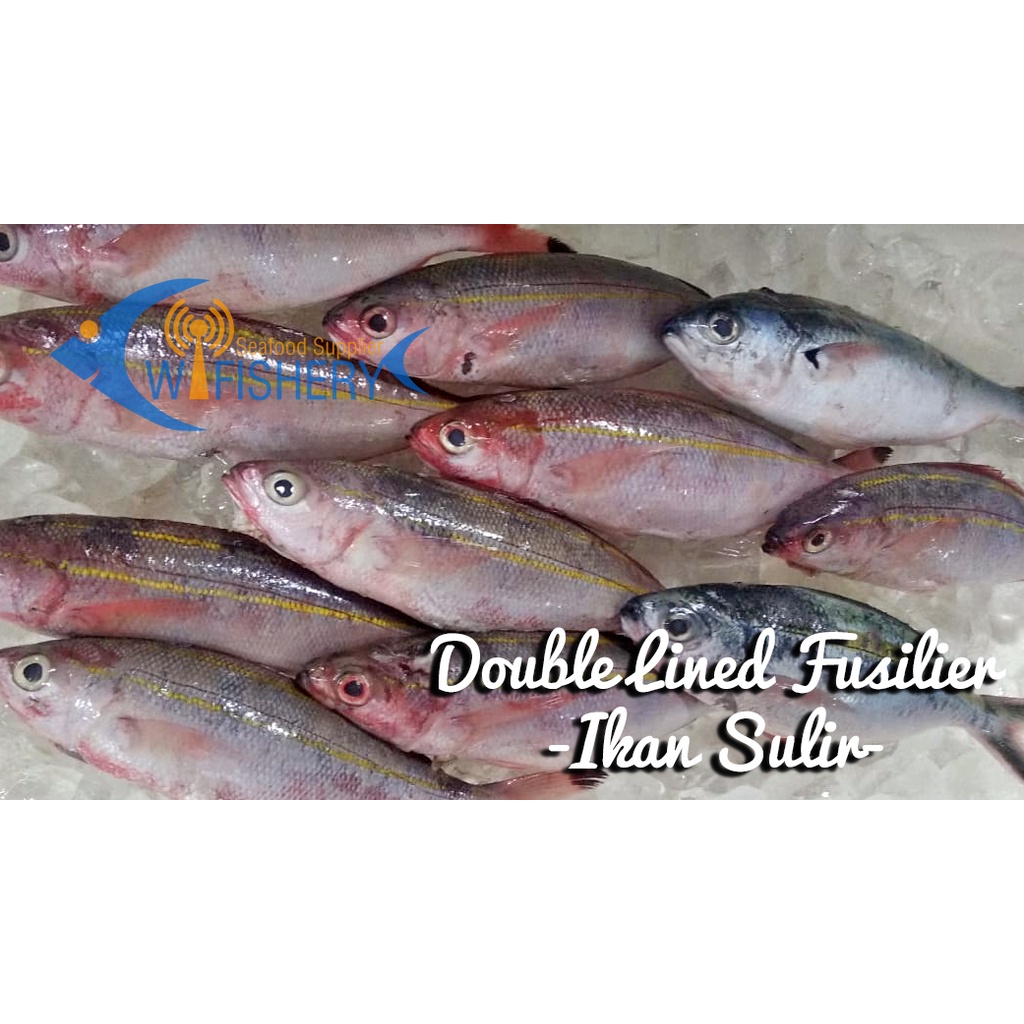 

Ikan Sulir Utuh Bersih - Double Lined Fusilier WGGS