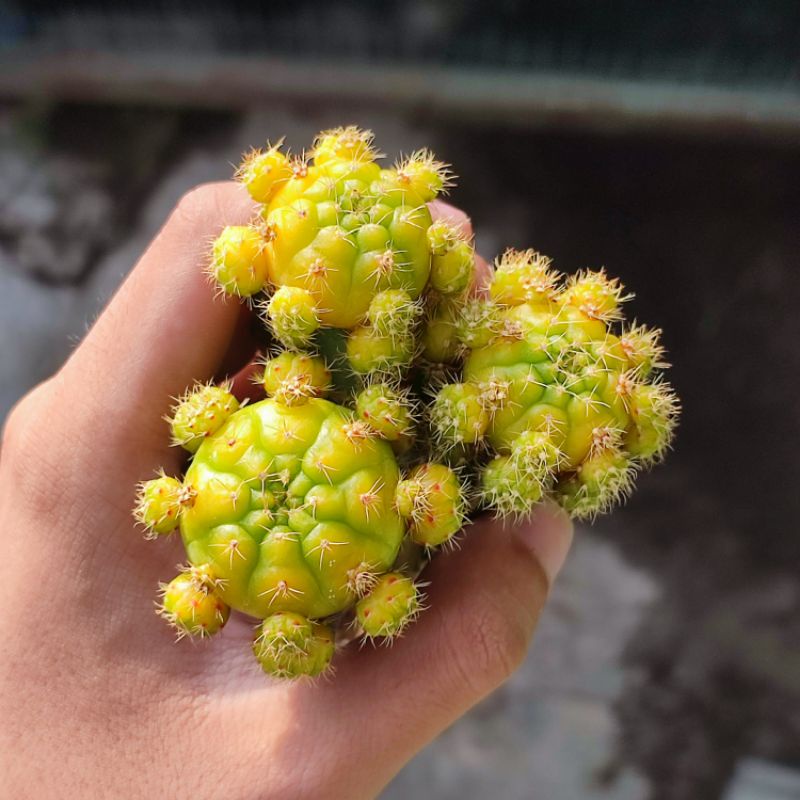 Kaktus Gymnocalycium damsii variegata graft cluster