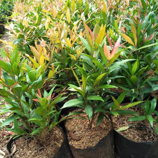 Bibit Tanaman Pucuk Merah Pohon Pucuk Merah Bibit Pucuk Merah