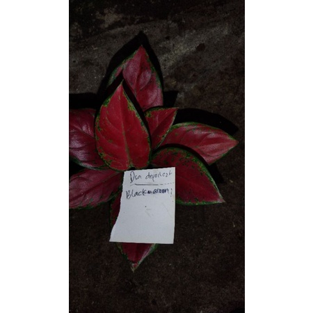 Aglaonema black maroon remaja
