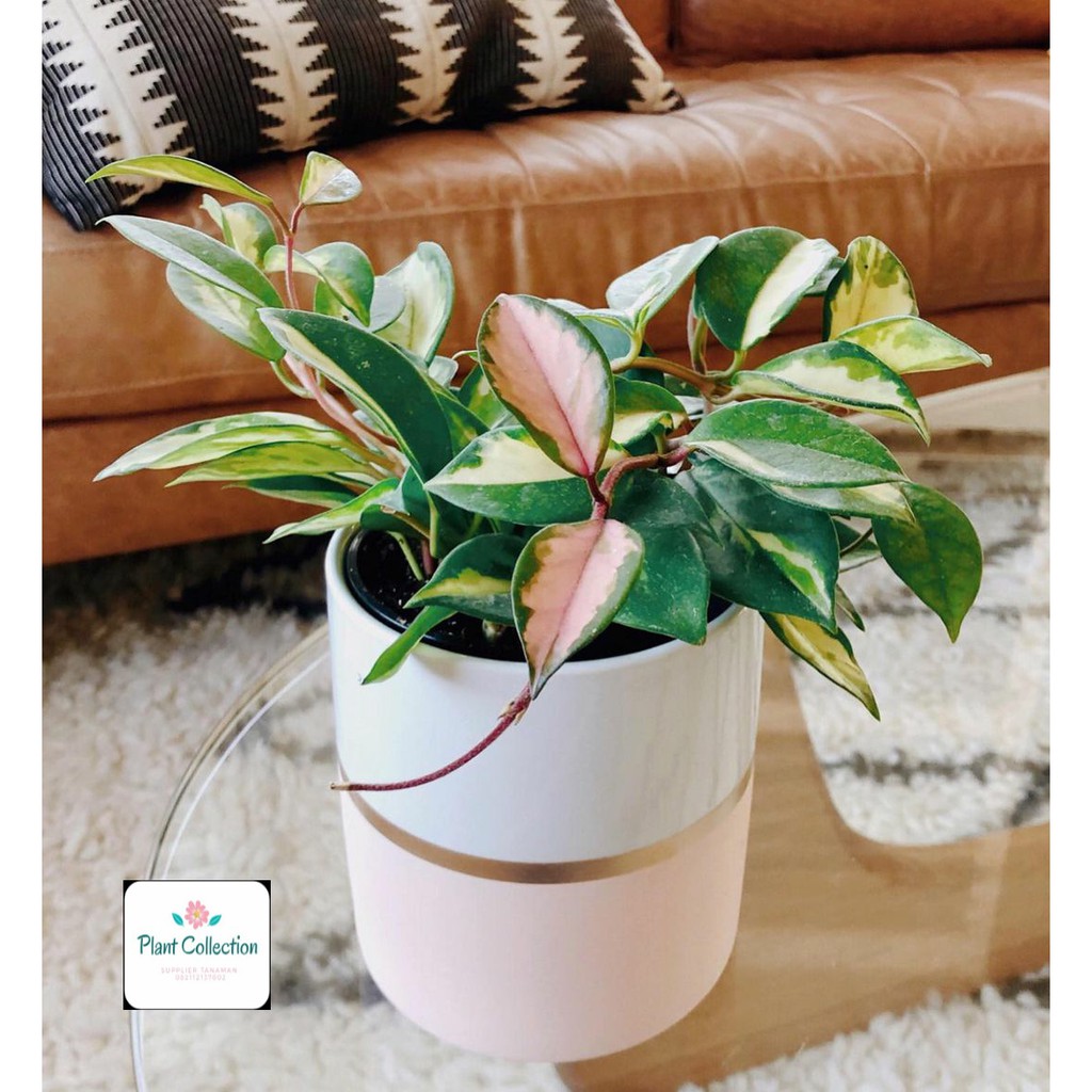 TANAMAN HIAS HOYA CARNOSA TRICOLOR