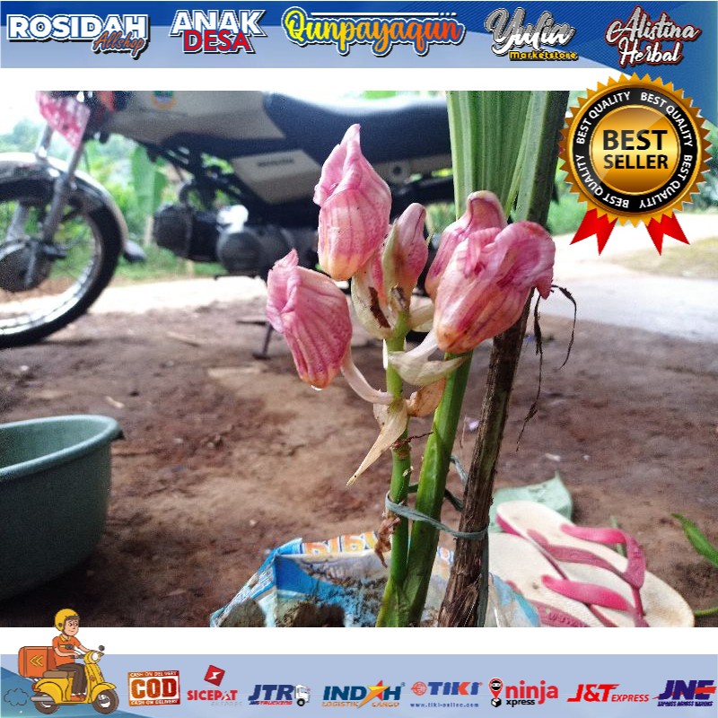 Anggrek achanthepipium javanica/anggrek hutan tanah langka