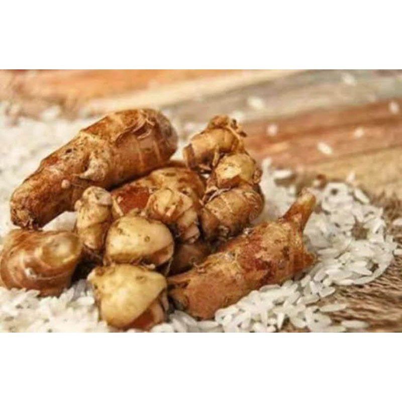 

Kaempferia Galanga fresh/kencur/ Alpinia Officinarum 1kg