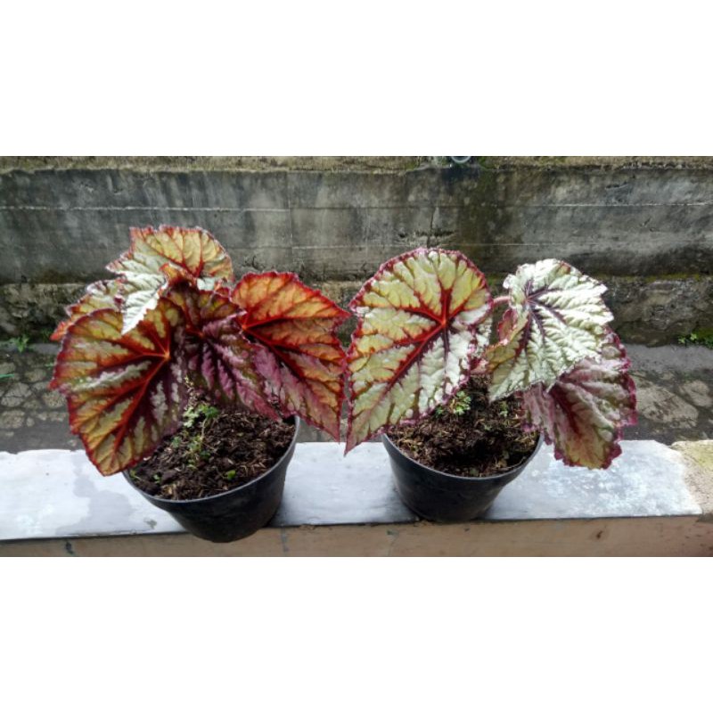 begonia silver pink hybrid