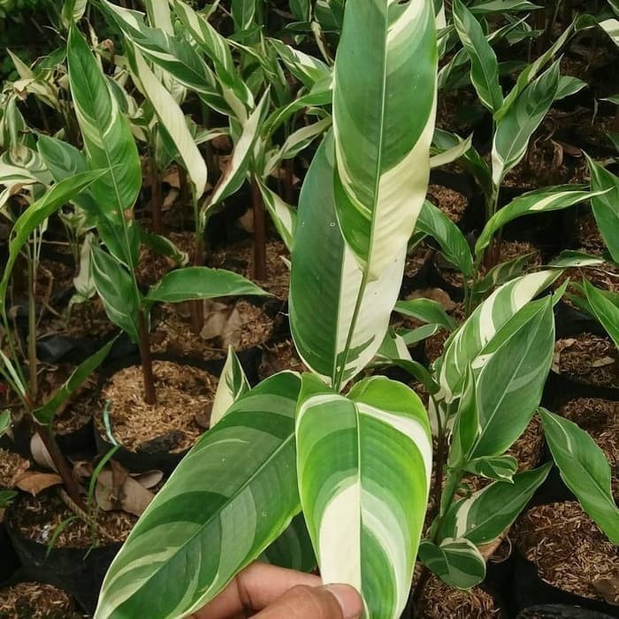 pohon hias heliconia varigata/pisang Pisangan varigata