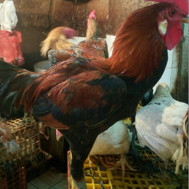 Jual Ayam Kampung Jago Betina Sedang Indonesia Shopee Indonesia