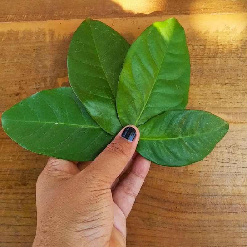 

1 lembar daun salam
