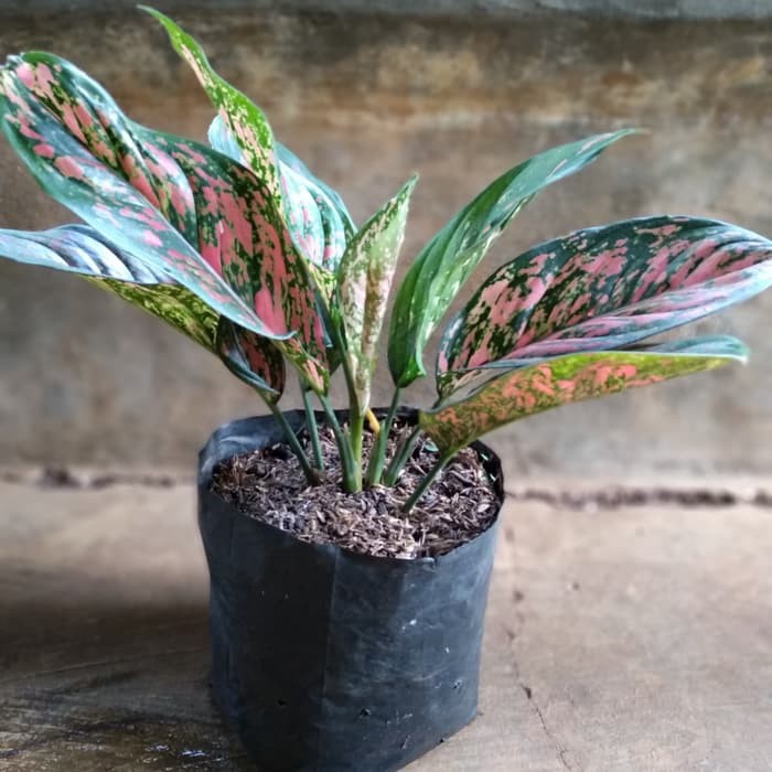 Tanaman hias aglonema venus/pohon aglonema venus-aglonema venus ready stock