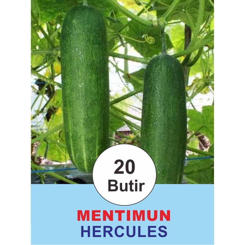 Benih Biji Bibit Sayuran Mentimun/Timun HERCULES