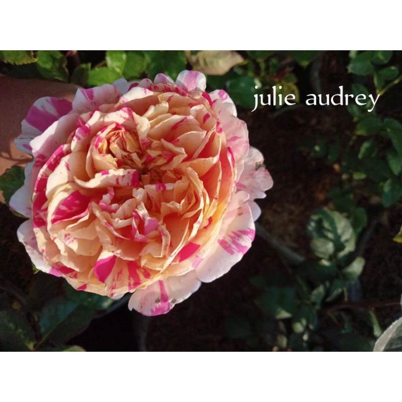 MAWAR IMPORT JULIE ANDREWS ( INDUK)