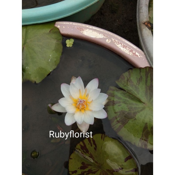 Tanaman Bunga Teratai Army/ Teratai Putih Pink Varigata