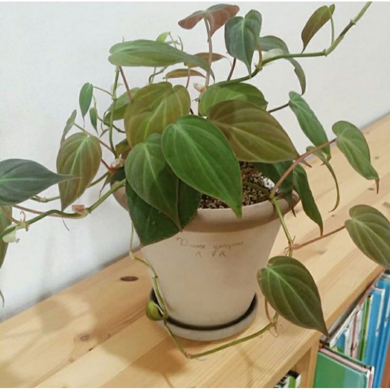 Tanaman Hias Indoor Philodendron Micans - Pohon Philodendron Micans