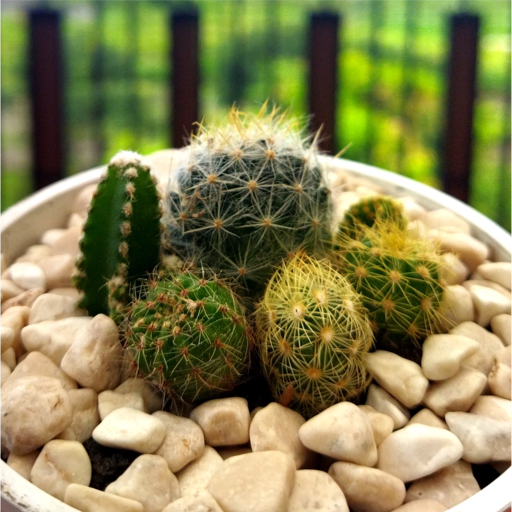 Potelan Kaktus Mini Murah Mudah Berakar