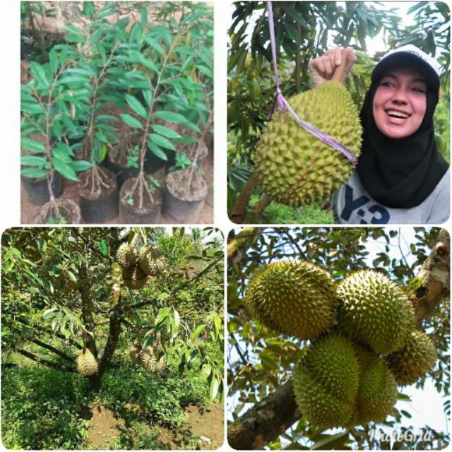 BIBIT BUAH DURIAN MUSANG KING KAKI 5